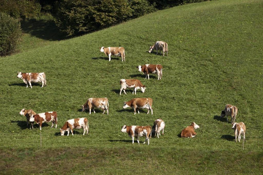 Zasserlhof Familie Bamberger Kossen Bagian luar foto